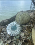 Sea Urchin Pendant