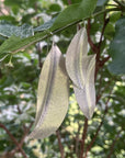 Mahogany Leaf Earrings